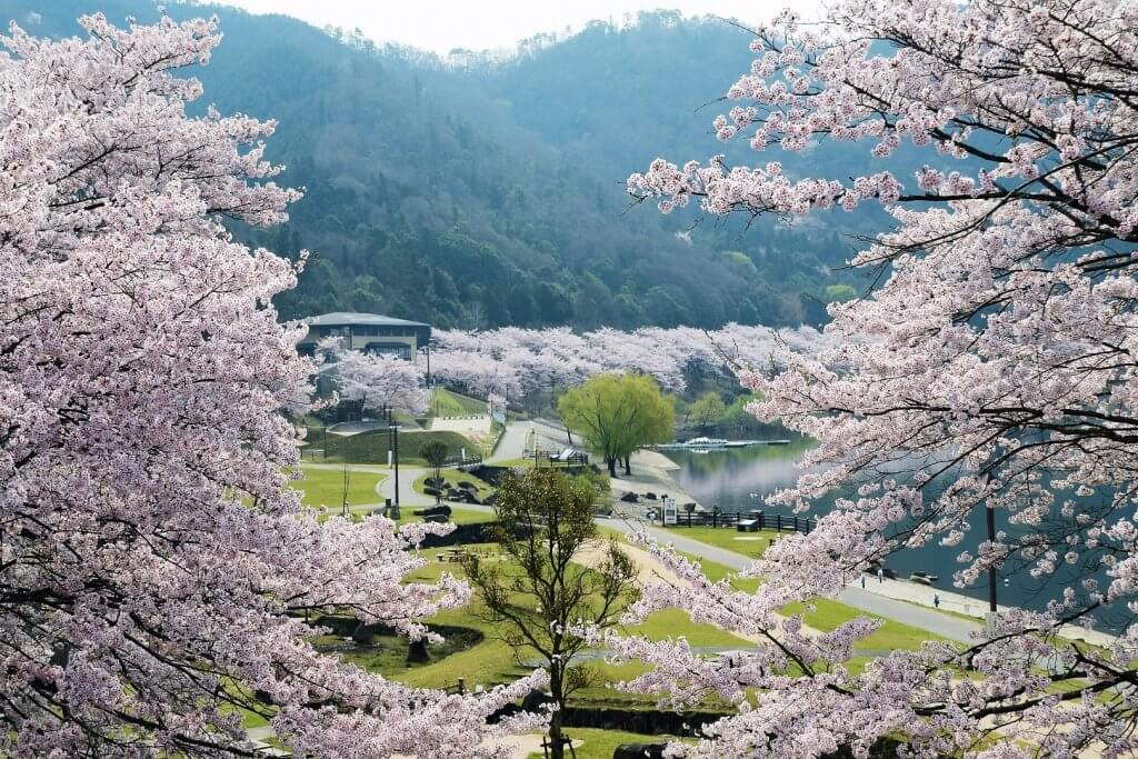 八千代湖 土師ダム 桜