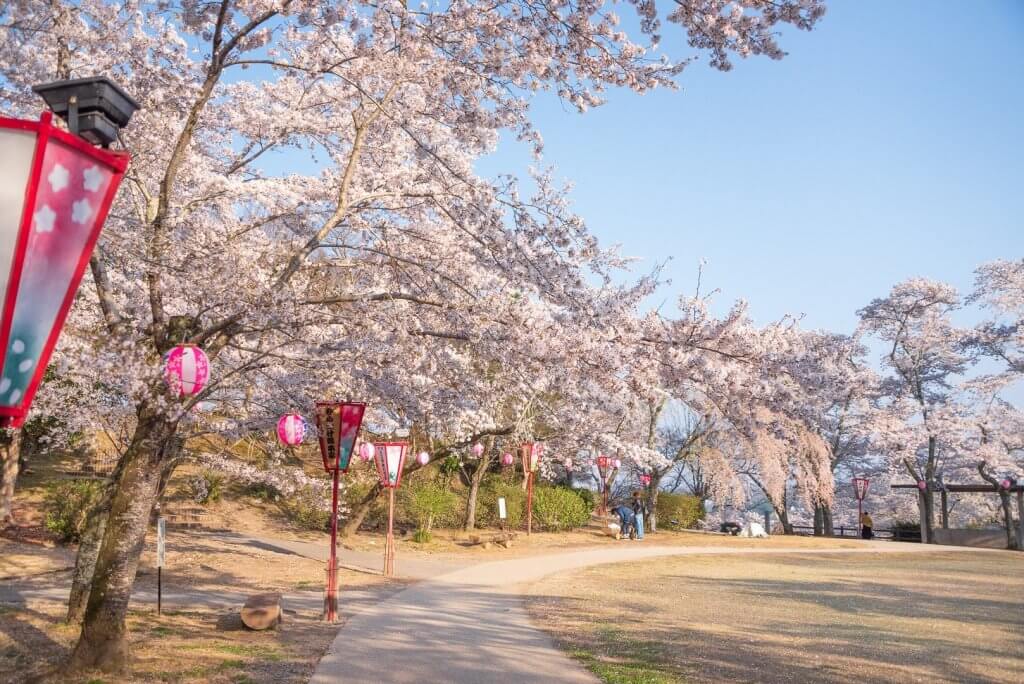 尾関山公園 桜