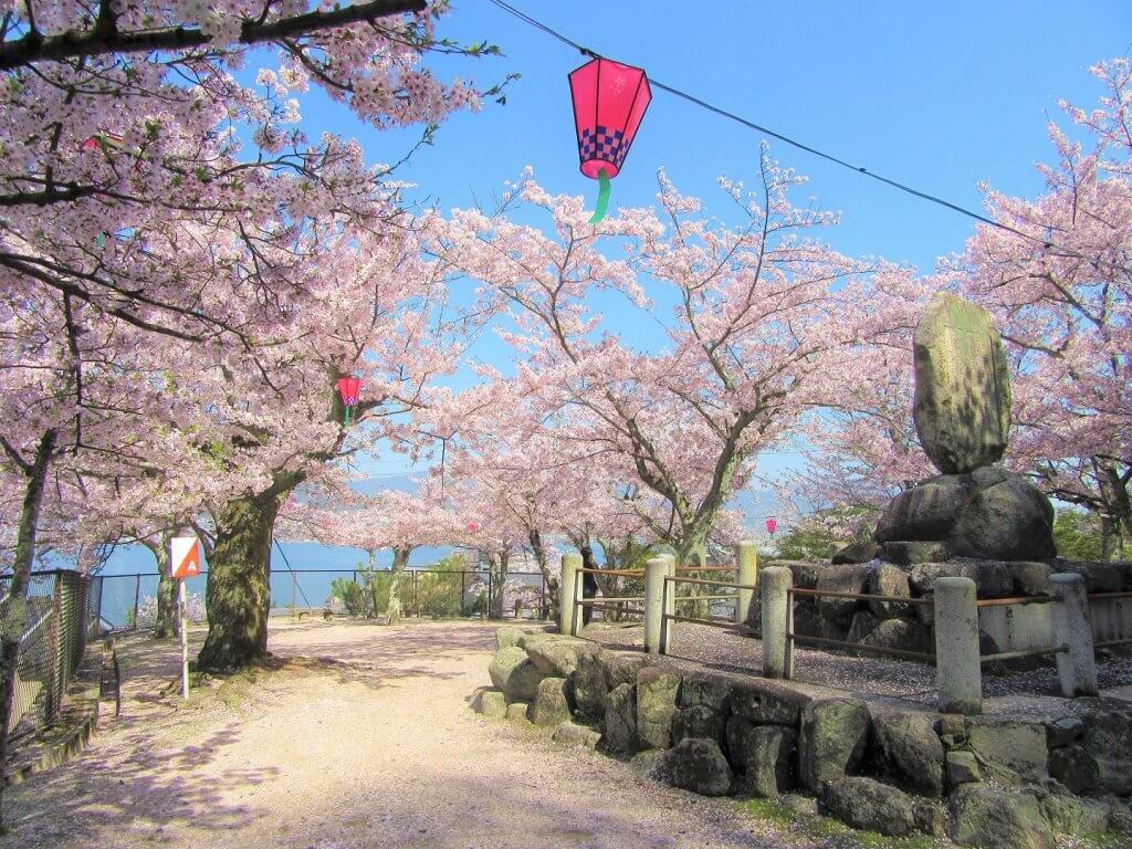 宮島 桜