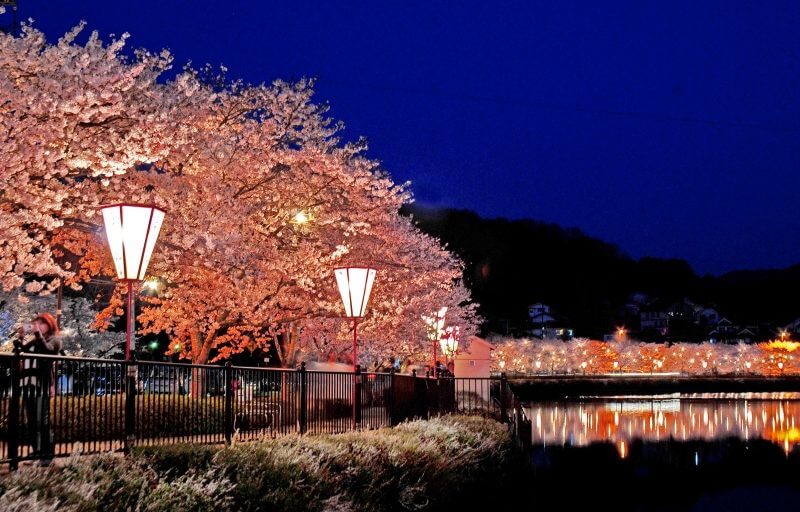 上野公園 桜