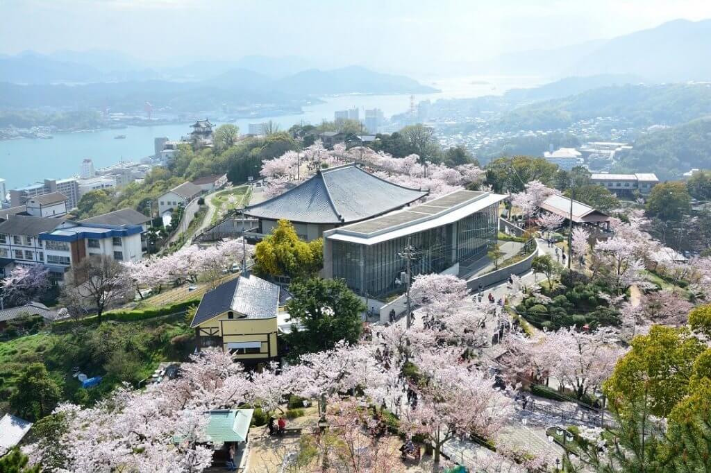 千光寺公園 桜