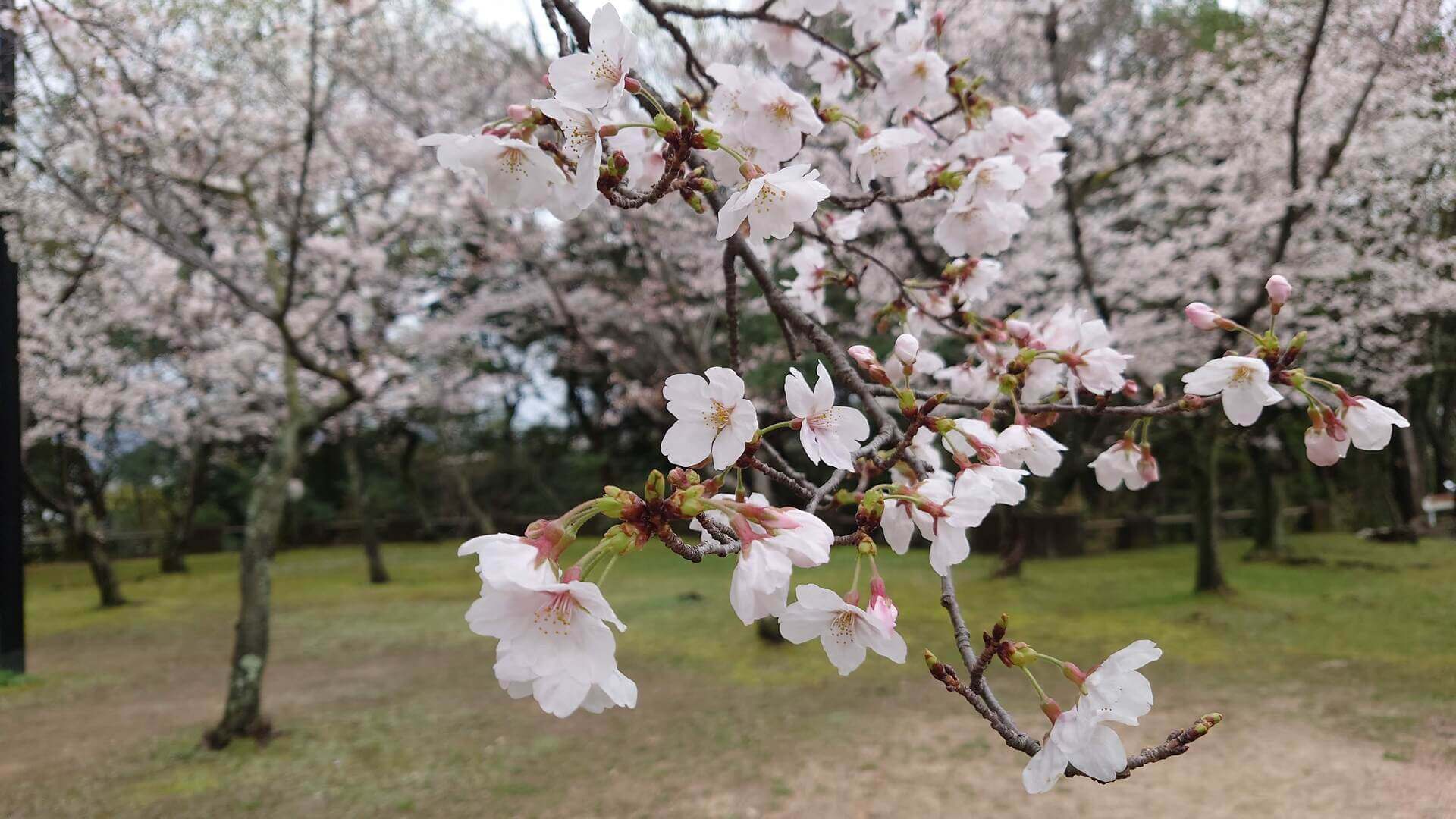 関連記事