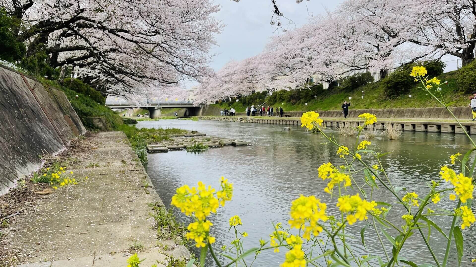 厚狭川 桜