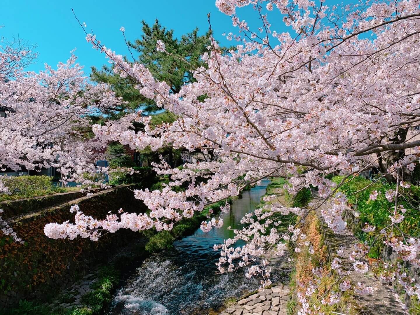 一の坂川 桜並木